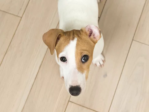 Afinal, animais podem utilizar elevadores?